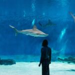 Genoa: Aquarium of Genoa with Lunch - An In-Depth Look at the Genoa Aquarium Experience
