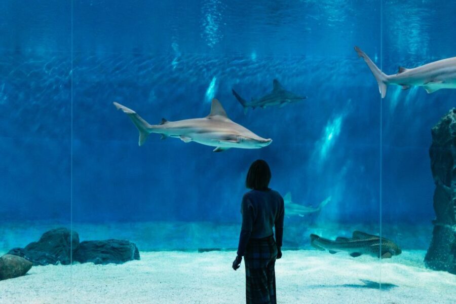 Genoa: Aquarium of Genoa with Lunch - An In-Depth Look at the Genoa Aquarium Experience