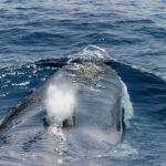 Genoa: Cetacean Watching Cruise with Marine Biologist Guide - The Experience in Detail