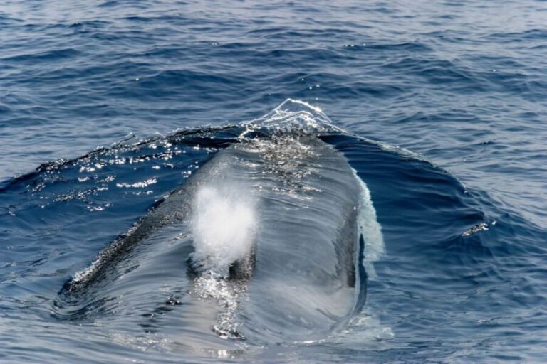 Genoa: Cetacean Watching Cruise with Marine Biologist Guide - The Experience in Detail