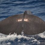 Genoa: Pelagos Sanctuary Whale Watching Cruise - Detailed Breakdown of the Experience
