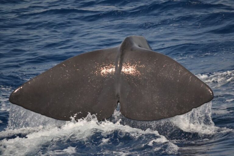 Genoa: Pelagos Sanctuary Whale Watching Cruise - Detailed Breakdown of the Experience