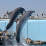 Genoa: World-Famous Aquarium and Lighthouse Combo Ticket - The Sum Up