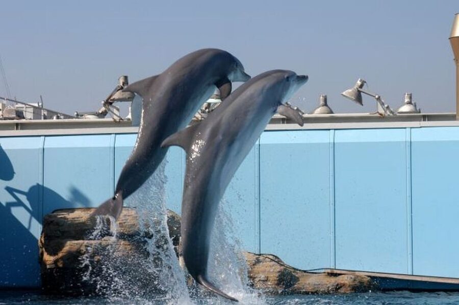 Genoa: World-Famous Aquarium and Lighthouse Combo Ticket - The Sum Up