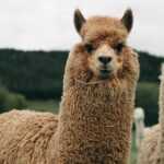 Geothermal & Nature Full Day Private Tour : Rotorua & Taupo - Frequently Asked Questions