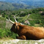 Gerês Private Tour (All Inclusive) - Scenic Mountain Drives and Village Visits