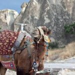 Get the Hump on Cappadocia's Camel ride - A Detailed Look at the Itinerary
