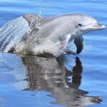 Giant and Dolphin Sightseeing Cruise in Mandurah - The Sum Up