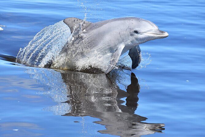 Giant and Dolphin Sightseeing Cruise in Mandurah - The Sum Up