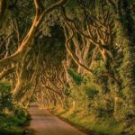 Giant Causeway, Dark Hedges & Whiskey Distillery tour from Dublin - The Sum Up: Who Should Book This Tour?