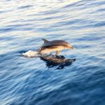 Giardini Naxos: Dolphin Searching Sunset Boat Tour - A Detailed Look at the Giardini Naxos Sunset Boat Tour