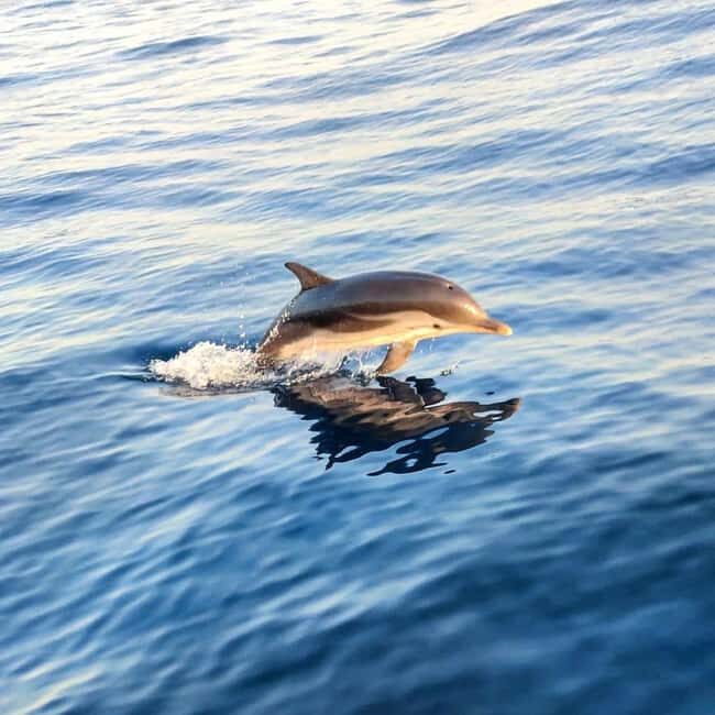 Giardini Naxos: Dolphin Searching Sunset Boat Tour - A Detailed Look at the Giardini Naxos Sunset Boat Tour