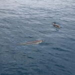 Giardini Naxos Taormina: Dolphin Watching Sunset Tour - A Deep Dive into the Experience: What to Expect and Why It Matters
