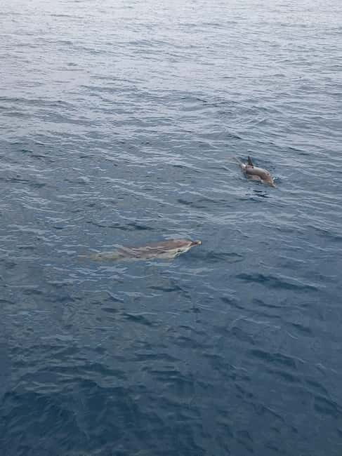 Giardini Naxos Taormina: Dolphin Watching Sunset Tour - A Deep Dive into the Experience: What to Expect and Why It Matters