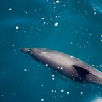 Gibraltar Dolphin Adventure - FAQs