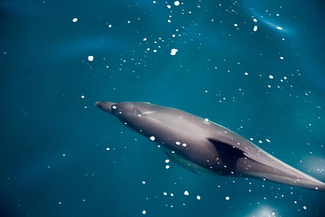 Gibraltar Dolphin Adventure - FAQs