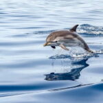 Gibraltar: Dolphin Watch Cruise & Cable Car Fast Track Combo - Detailed Itinerary and What to Expect
