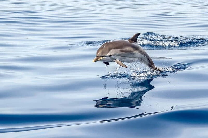 Gibraltar: Dolphin Watch Cruise & Cable Car Fast Track Combo - Detailed Itinerary and What to Expect