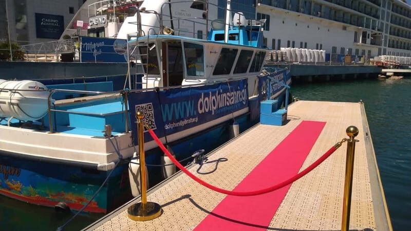 Gibraltar: Dolphin Watching Boat Tour V.I.P - A Deep Dive into the Gibraltar Dolphin Watching Experience