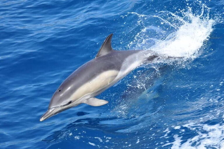 Gibraltar: Dolphin Watching Tour - The Scenic Route and Landmarks