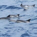 Gibraltar Dolphins Watching Day Trip from Seville - An In-Depth Look at the Gibraltar Dolphins Watching Day Trip
