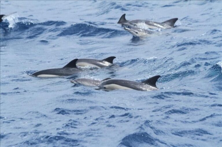 Gibraltar Dolphins Watching Day Trip from Seville - An In-Depth Look at the Gibraltar Dolphins Watching Day Trip