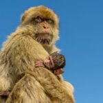 Gibraltar Inside Out Extended Tour 2.30hrs - Practical Tips for Your Gibraltar Tour