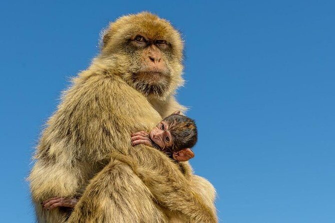 Gibraltar Inside Out Extended Tour 2.30hrs - Practical Tips for Your Gibraltar Tour