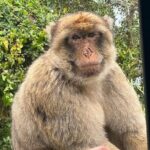 Gibraltar, Mijas and Marbella Private Tour From Malaga Province - Mijas and Marbella: The Hidden Gems