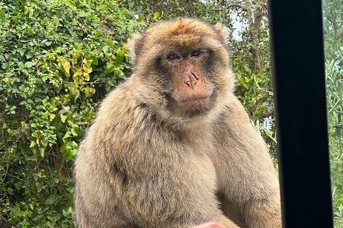 Gibraltar, Mijas and Marbella Private Tour From Malaga Province - Mijas and Marbella: The Hidden Gems