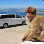 Gibraltar: Private Highlights Tour with Entry Tickets - Who Would Love This Tour?