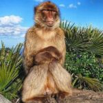 Gibraltar Sightseeing : Classic Rock Tour plus World War 2 Tunnels (Private) - Who Should Consider This Tour?