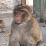 Gibraltar Sightseeing :SKYWALK AND SUSPENSION BRIDGE TOUR (Private) - Who Is This Tour Best For?