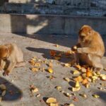 Gibraltar Sightseeing Tour with Monkeys and Panoramic views - Who Should Book This Tour?