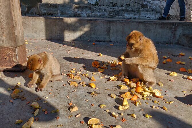 Gibraltar Sightseeing Tour with Monkeys and Panoramic views - Who Should Book This Tour?