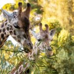 Giraffe Experience at Melbourne Zoo - excl. entry - An In-Depth Look at the Giraffe Experience at Melbourne Zoo