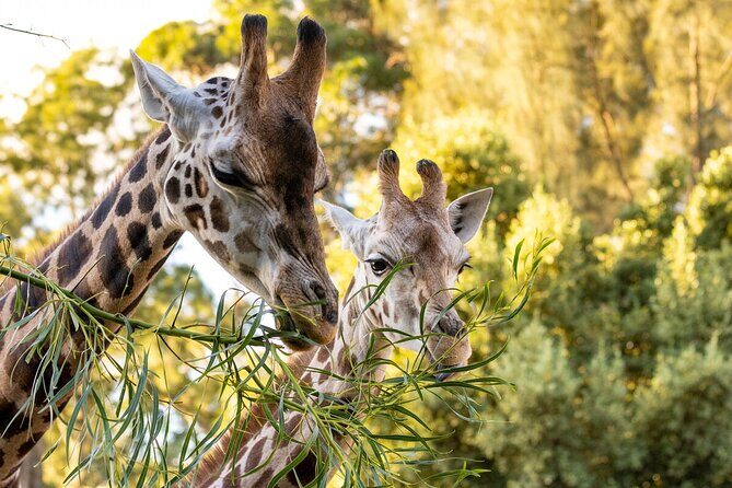 Giraffe Experience at Melbourne Zoo - excl. entry - An In-Depth Look at the Giraffe Experience at Melbourne Zoo