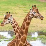 Giraffe Experience at Werribee Open Range Zoo - excl. entry - In-Depth Look at the Giraffe Experience at Werribee Zoo
