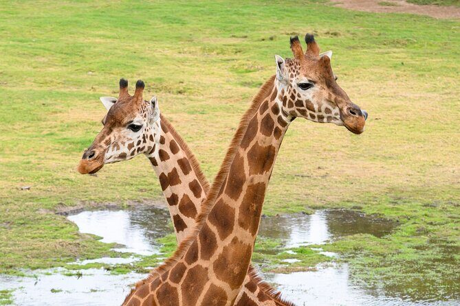 Giraffe Experience at Werribee Open Range Zoo - excl. entry - In-Depth Look at the Giraffe Experience at Werribee Zoo