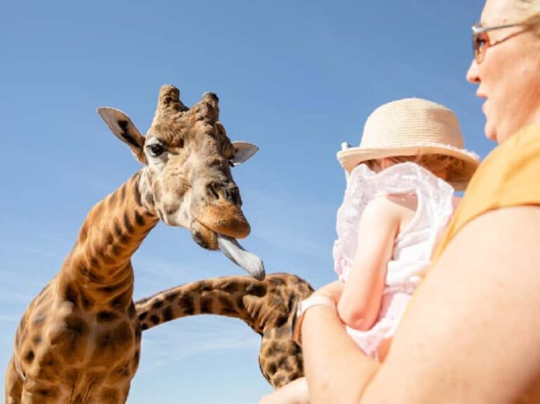 Giraffe Safari & a Day at Monarto Safari Park - What’s Included and What’s Not