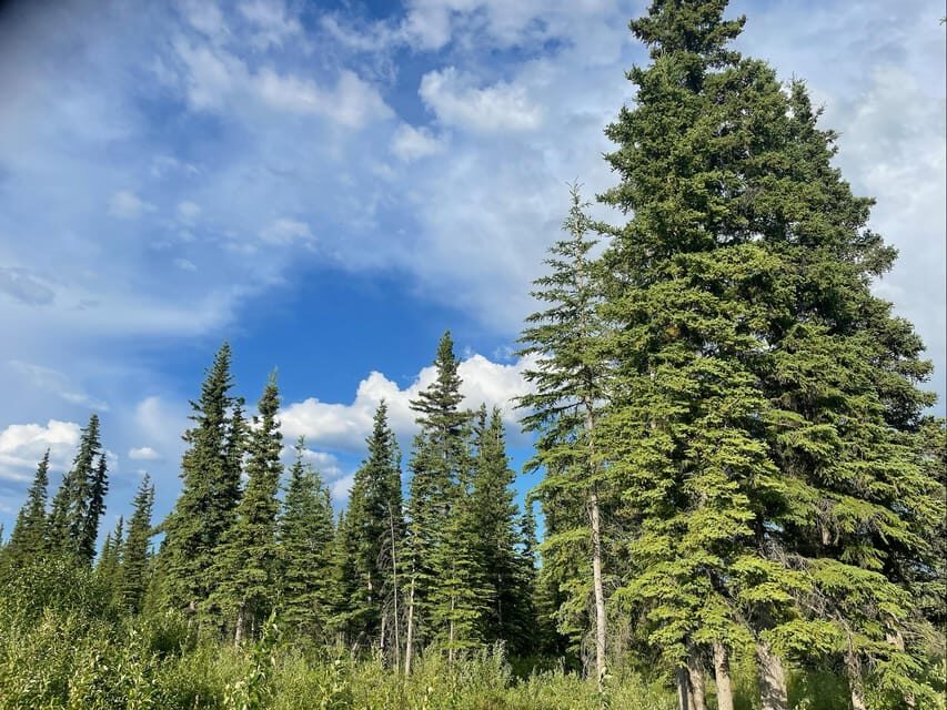 Glacial Lake, Waterfall and rainforest. Beauty of Turnagain! - Discovering the Beauty of Turnagain Arm: A Closer Look