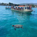 Glass boat cruises to spot turtles - Who Should Consider This Tour?