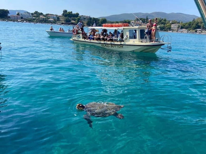 Glass boat cruises to spot turtles - Who Should Consider This Tour?