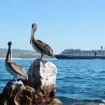Glass Bottom Boat in Cabo San Lucas, free time in Playa del Amor - Analyzing the Value