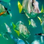 Glass Bottom Boat Sightseeing Tour in Cabo San Lucas - A Closer Look at the Experience