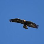 Glenaladale Cruise - Great for wizard spotting! - FAQs