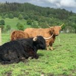 Glencoe, Central Highlands, Rob Roy, Whisky, Private Tour - Authentic Experiences and Guide Highlights