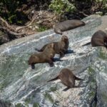 Glenorchy | Milford Sound Helicopter Tour & Scenic Cruise - Is This Tour Right for You?