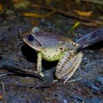 Glow Worms - Nocturnal Rainforest/Waterfall Adventure - Summary: Why Choose This Nighttime Rainforest Walk?