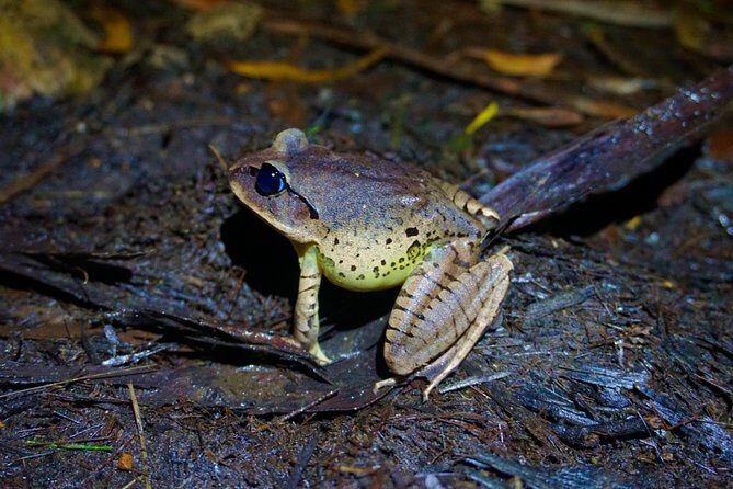 Glow Worms - Nocturnal Rainforest/Waterfall Adventure - Summary: Why Choose This Nighttime Rainforest Walk?